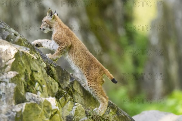 Eurasian lynx (Lynx lynx) youngster climbing on a rock, Bavaria, Germany, Europe