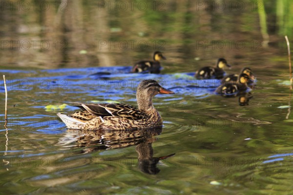 Female mallard with chicks, swimming on a pond, Insel Düne, Heligoland, Schleswig-Holstein, Germany, Europe