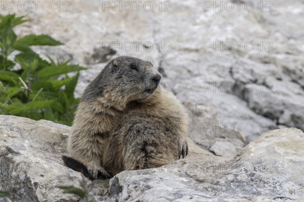 Marmot (Marmota marmota), Monte Baldo, Italy, Europe