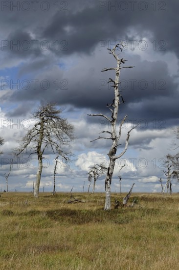 Noir Flohay... High Fens (Eifel) located in the border triangle near Aachen near the German-Belgian border, wide plateau, high moor in the border area of Germany and Belgium on the Belgian side, ghost forest, dead trees, dead wood reminiscent of a large past forest fire, Eifel, Wallonia, Wallonia, Belgium, Western Europe, Europe