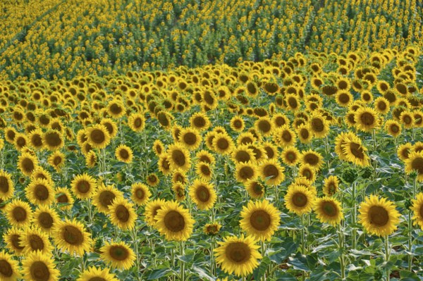 Large field of sunflowers blooming magnificently under a blue sky, summer, Thüngen, Main Spessart district, Bavaria, Germany, Europe