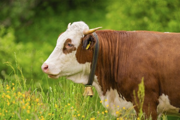 Brown and white cow on a green meadow with a bell on its neck, Alpe di Siusi, South Tyrol, Dolomites, Italy, Europe