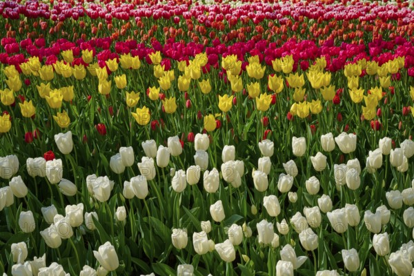 Colourful flower bed with red, yellow and cream tulips, Keukenhof, Lisse, province of South Holland, Netherlands