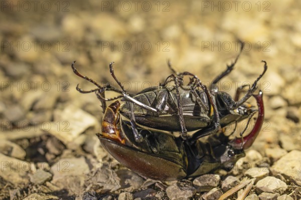 Mating of stag beetles in the oak forest of the Swabian Pre-Alps