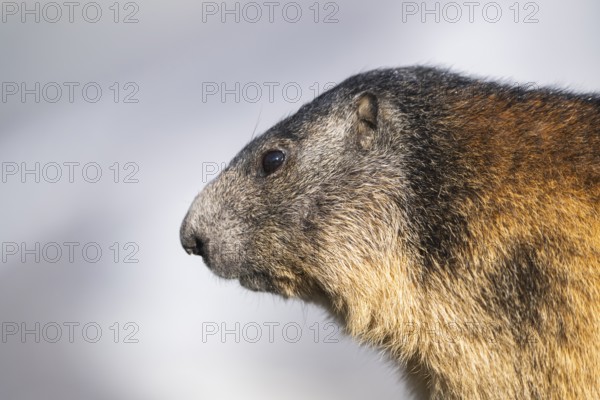 Alpine marmot (Marmota marmota) in autumn, Grossglockner, High Tauern National Park, Austria, Europe