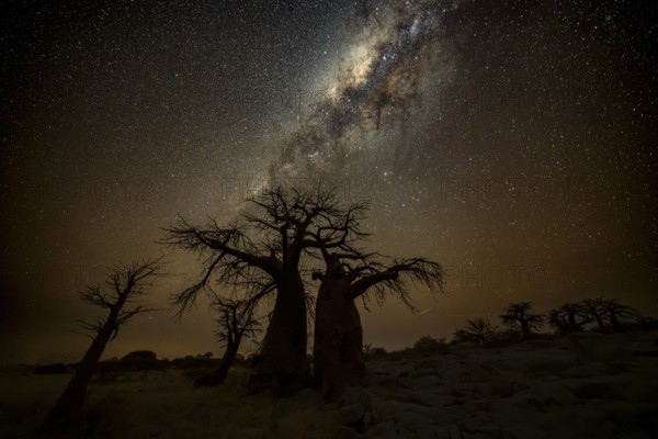 Silhouette of a baobab tree with starry sky and Milky Way, African baobab (Adansonia digitata), night shot, Kubu Island (Lekubu), Sowa Pan, Makgadikgadi Salt Pans, Botswana, Africa
