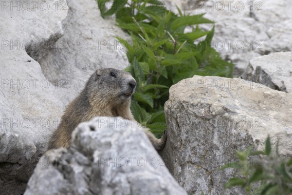Marmot (Marmota marmota), Monte Baldo, Veneto, Italy, Europe