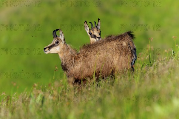 Two chamois standing in the high grass on a gentle hill, chamois, chamois, (Rupicapra rupicaprae), wildlife, Vosges, France, Europe