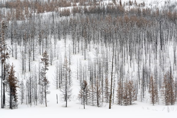 Deadwood ... Yellowstone National Park after fierce forest fires, forest fire, USA, view over a vast, largely dead forest, coniferous forest in winter with snow, snow, United States of America, nature in Yellowstone NP, Wyoming, North America