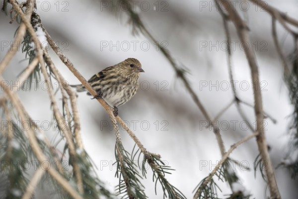 Inconspicuous... Pine siskin (Spinus pinus) in the branches of a conifer, adult bird in winter, Yellowstone Area, Yellowstone, Wyoming, North America, United States of America