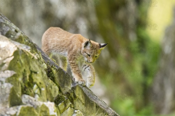 Eurasian lynx (Lynx lynx) youngster climbing on a rock, Bavaria, Germany, Europe