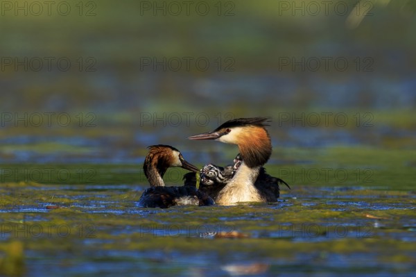 Great Crested Grebe, (Podiceps Scalloped ribbonfish), with chicks, wildlife, Germany, Europe