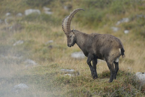 In the territory of the ibex... Alpine ibex (Capra ibex), ibex, adult, male, strong animal, magnificent buck, on a mountain meadow in the Alps, fog moves from the valley into the mountains, native nature, high Alps, Alps, Bernese Oberland, Switzerland, Western Europe, Europe