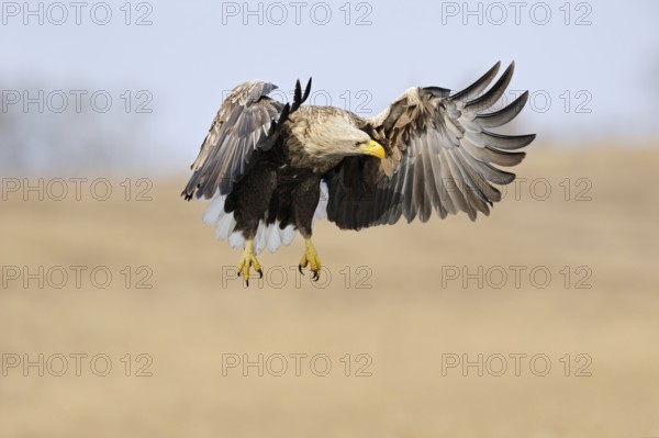 European white-tailed eagle (Haliaeetus albicilla) in flight over a wetland, is hunting, observing potential prey, largest native bird of prey, impressive adult eagle, colourful, strong adult bird, frontal action shot, beautiful, harmonious brown-beige colours, clear light, very detailed, native nature, Mecklenburg-Western Pomerania, Germany, Western Europe, Europe