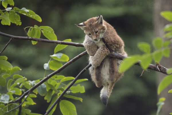 Just hanging out... Eurasian lynx (Lynx lynx), young lynx gymnastics in the branches, has trouble holding on, playful kitten, funny picture, Germany, Western Europe, Europe