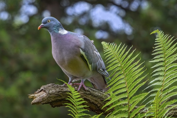 Common wood pigeon (Columba palumbus) perched on tree branch with ferns in forest