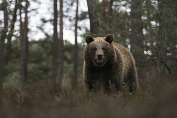 European brown bear (Ursus arctos) at the edge of a pine forest, walking through, standing in the undergrowth, rare, surprising but dangerous encounter in the forest, direct eye contact, frontal shot of our largest land predator, Eastern Europe