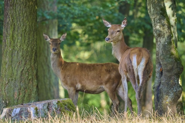 Red deer (Cervus elaphus), two hinds, stand in the sparse forest next to large trees and look attentively, Germany, Europe