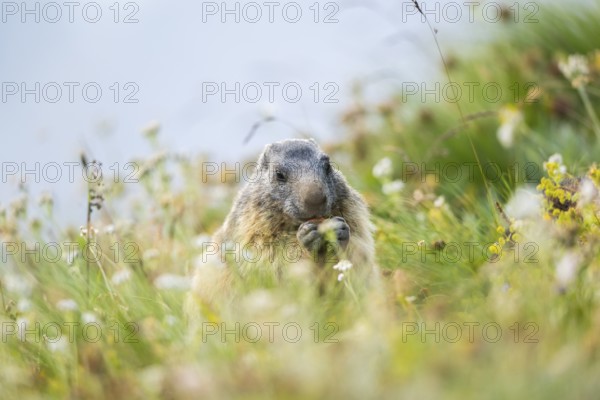 Alpine marmot (Marmota marmota) in autumn, Grossglockner, High Tauern National Park, Austria, Europe