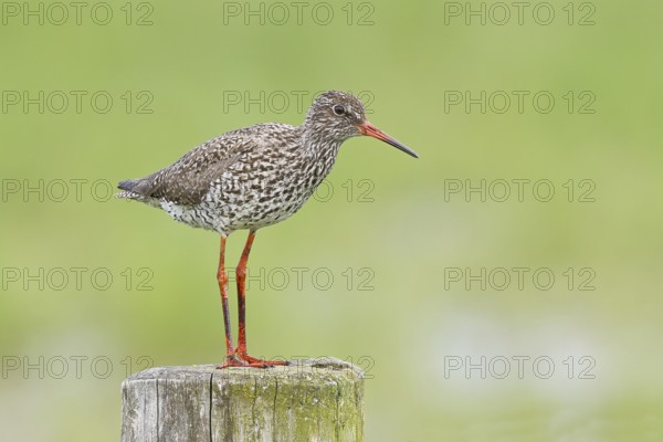 Redshank (Tringa totanus) standing on a pasture fence post, snipe bird, spring, wildlife, Hüde, Ochsenmoor, Dümmer See, Hüde, Lower Saxony, Germany, Europe