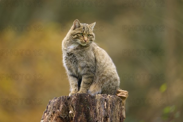European wildcat (Felis silvestris), on a tree stump against an autumnal background, Germany, Europe