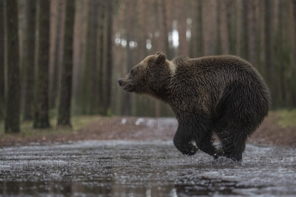 Travelling in a hurry... European brown bear (Ursus arctos), young bear crossing a forest road in a hurry, running through a puddle so that the water splashes up high, funny picture, native nature, Central Europe