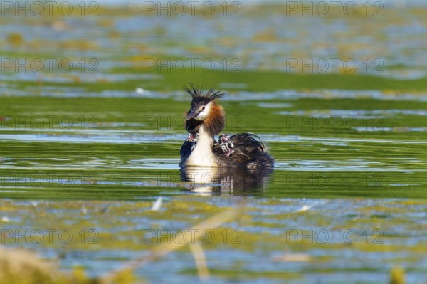 A bird in the water with a wide view, the surroundings radiate vastness and tranquillity, Great Crested Grebe, (Podiceps Scalloped ribbonfish), with chicks, wildlife, Germany, Europe