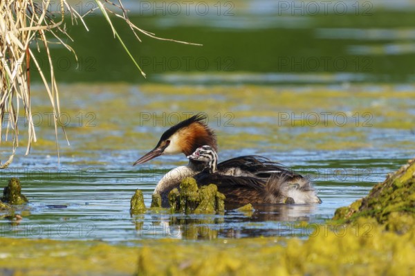 A bird swims calmly in the water, surrounded by reeds, with a relaxed and peaceful atmosphere, Great Crested Grebe, (Podiceps Scalloped ribbonfish), with chicks, wildlife, Germany, Europe