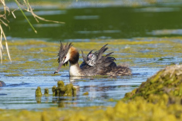 Great Crested Grebe with chick on its back has a fish in its beak, Great Crested Grebe, (Podiceps Scalloped ribbonfish), with chick, wildlife, Germany, Europe