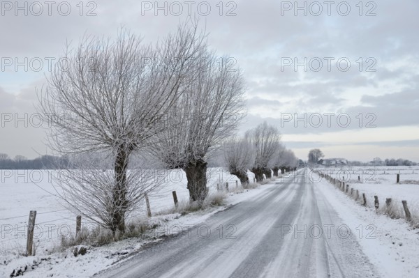 Pollarded trees, pollarded willows (Salix sp.) line a snowy country road on Bislicher Insel on a frosty winter morning, typical, characteristic landscape, rural environment, rare weather conditions on the warm Lower Rhine, Bislicher Insel near Xanten, nationally known nature reserve, Wesel district, Rhineland, North Rhine-Westphalia, Germany, Western Europe, Europe
