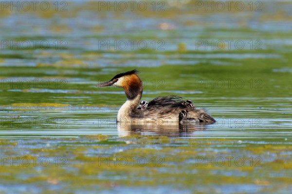 A solitary great crested grebe swimming in still water, Great crested grebe, (Podiceps Scalloped ribbonfish), with chicks, wildlife, Germany, Europe