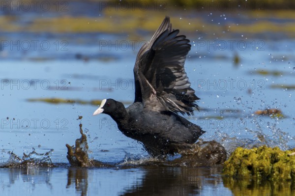 Eurasian Coot with spread wings moving powerfully through the water, water splashing up, coot, (Fulicia atra), wildlife, Germany, Europe