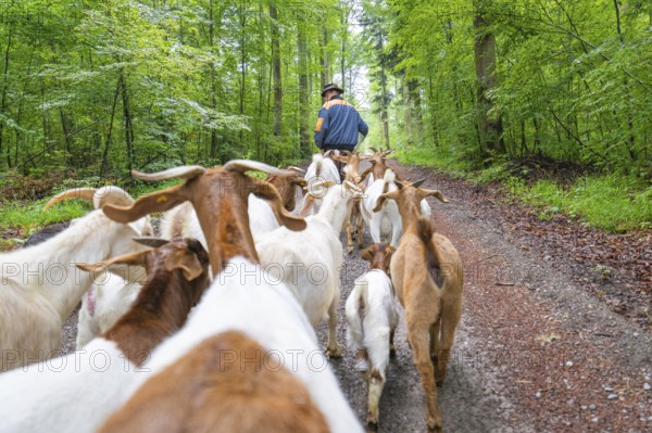 Herd of goats follows shepherds on a green forest path, forest pasture Gechingen, compensation project for the Hermann Hesse railway to create ecological habitats for endangered species, district of Calw, Germany, Europe