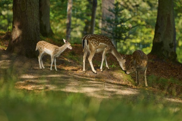 Fallow deer (Dama dama), female, three fallow deer with fawn standing together in a shady forest, Germany, Europe