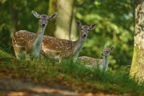 Fallow deer (Dama dama), female, three fallow deer with fawn standing in the forest and enjoying the natural environment, Germany, Europe