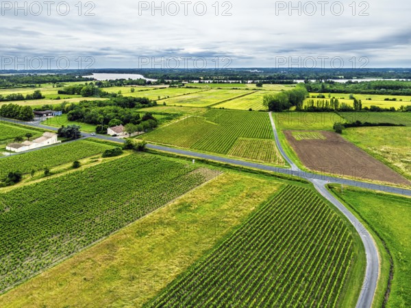 Grape fields around Castle of La Riviere, Vineyard Chateau de La Riviere from a drone, Bordeaux, France, Europe