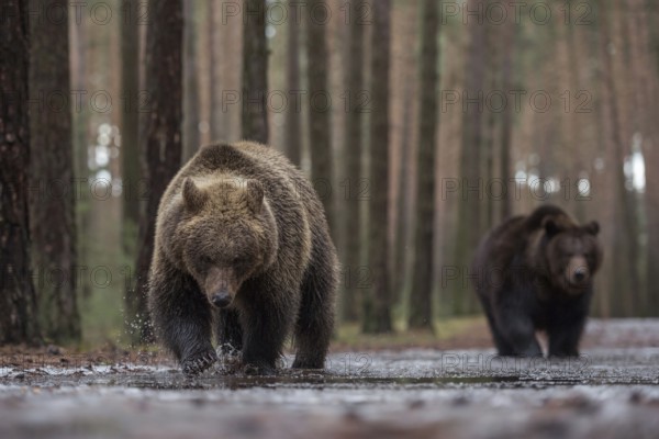 Colour variations... European brown bear (Ursus (genus) arctos), two bears running towards the camera through the shallow water of a puddle in the forest, one appears darker than the other, colour variations are normal, but can also be age-related, appealing deep perspective, native nature, Central Europe