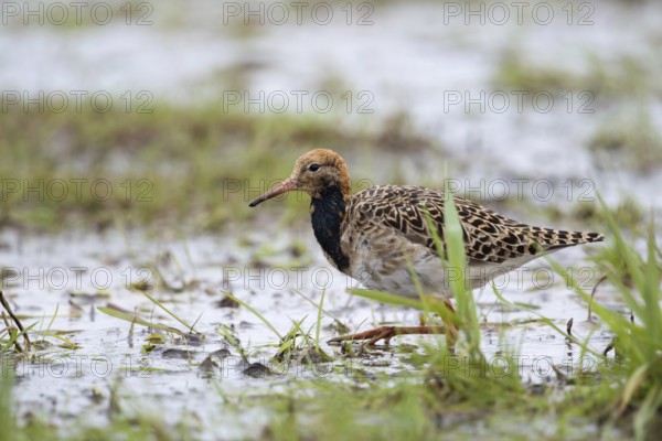 Foraging for food... Ruff (Philomachus pugnax) on migration in a moor in Lower Saxony, highly endangered limicolous species, used to breed here too, now rare after habitat loss, native birds, animals, nature, Lower Saxony, Germany, Western Europe, Europe