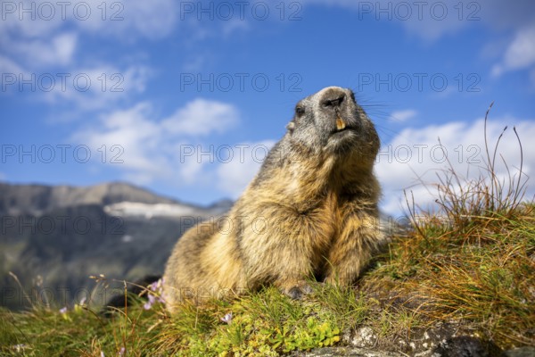 Alpine marmot (Marmota marmota) in autumn, Grossglockner, High Tauern National Park, Austria, Europe