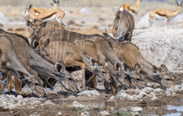 Greater kudu (Tragelaphus strepsiceros), group, drinking at waterhole, Nxai Pan National Park, Botswana, Africa