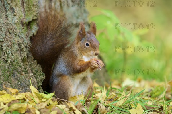 Eurasian squirrel (Sciurus vulgaris), sitting and nibbling on a nut in autumn forest, Germany, Europe