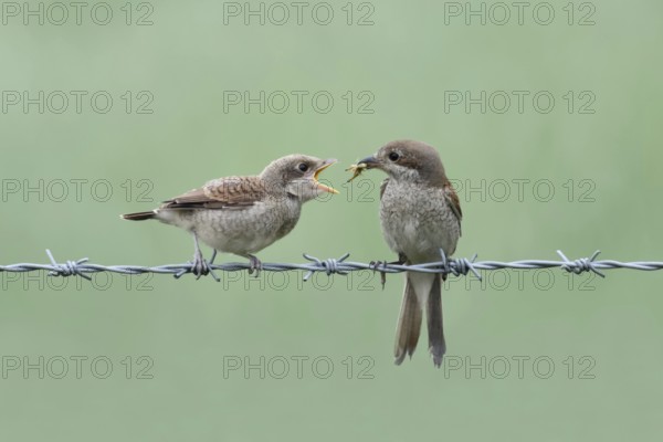 Handing over food... Red-backed shrike (Lanius collurio), female feeds hungry begging chick on a barbed wire, fledged young bird with a grasshopper, feeding, soft, green coloured background, native birds, wildlife, nature, North Rhine-Westphalia, Germany, Western Europe, Europe