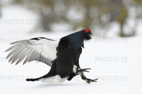 Make way... Black grouse (Lyrurus tetrix), black grouse flies in, lands excitedly in the snow on the mating arena in a raised bog in Sweden, the swollen roses are clearly visible, action-packed photo of black grouse in courtship display, Sweden, Scandinavia, Northern Europe, Europe