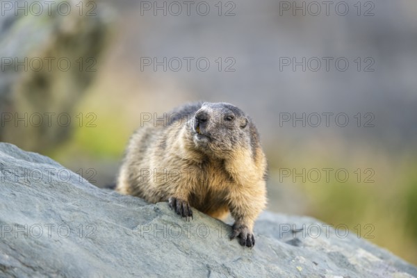 Alpine marmot (Marmota marmota) in autumn, Grossglockner, High Tauern National Park, Austria, Europe