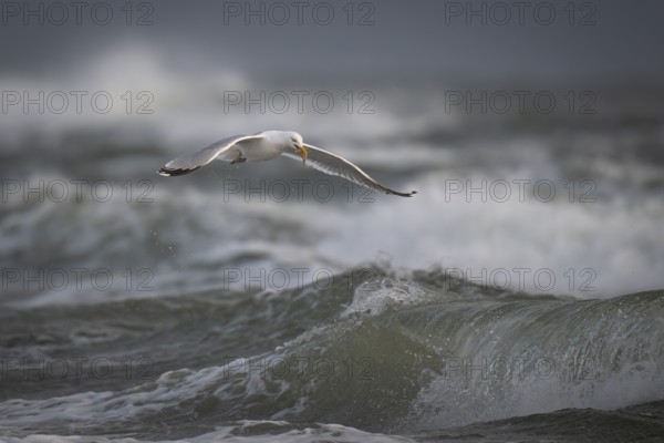 Herring gull (Larus argentatus) in the surf with a captured starfish in its beak, Hvide Sande, North Sea, Denmark, Europe
