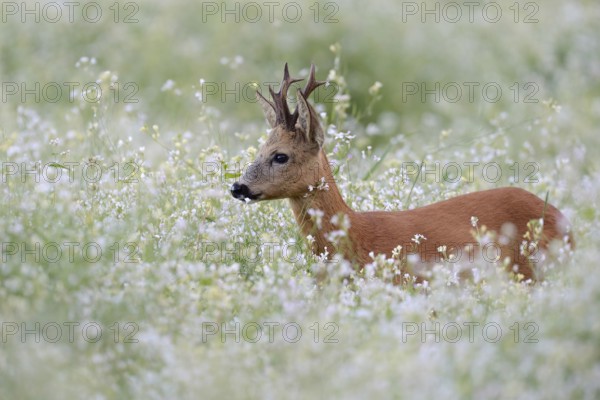 Roe Deer (Capreolus capreolus), strong buck with nice antlers, standing, hiding in a flowering springlike meadow, a sea of blossoms, Europe, North Rhine-Westphalia, Germany, Nature, wildlife, Europe