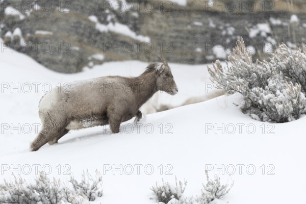 Mountain habitat... Bighorn sheep (Ovis canadensis) in winter, high snow, struggles up a mountain during snowfall, lives through hard times, but is well adapted, wild sheep, female animal, North America, Yellowstone, Wyoming, North America, United States of America, USA, North America