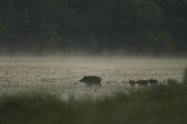 Wild boar (Sus scrofa), young animals, egrets, water, light fog, morning mood, Lower Austria