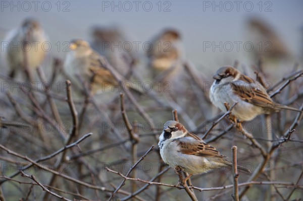 In the neighbour's hedge... House sparrow (Passer domesticus), whole flock, group, small flock of birds, sparrows gathered on a garden hedge, typical and likeable sight in many rural areas and also cities, native nature, Bislicher Insel, Wesel district, Rhineland, Lower Rhine, North Rhine-Westphalia, Germany, Western Europe, Europe