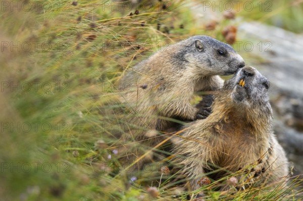 Alpine marmot (Marmota marmota) in autumn, Grossglockner, High Tauern National Park, Austria, Europe